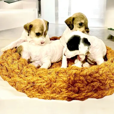 RỔ CÀO VÀ ĐỒ CHƠI CHO PET