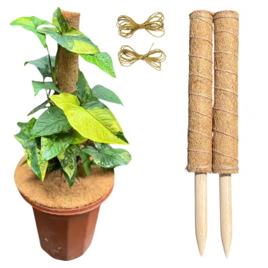 TRỤ CỘT XƠ DỪA